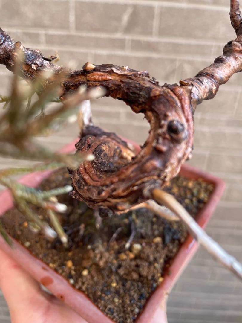 真柏小品盆栽　ジンシャリ