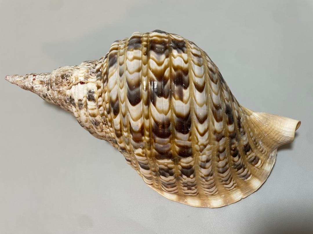 沖縄県産　法螺貝　ホラ貝