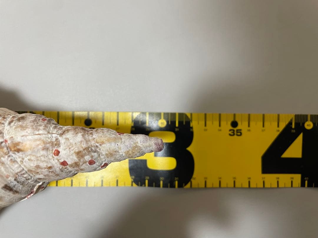 沖縄県産　法螺貝　ホラ貝