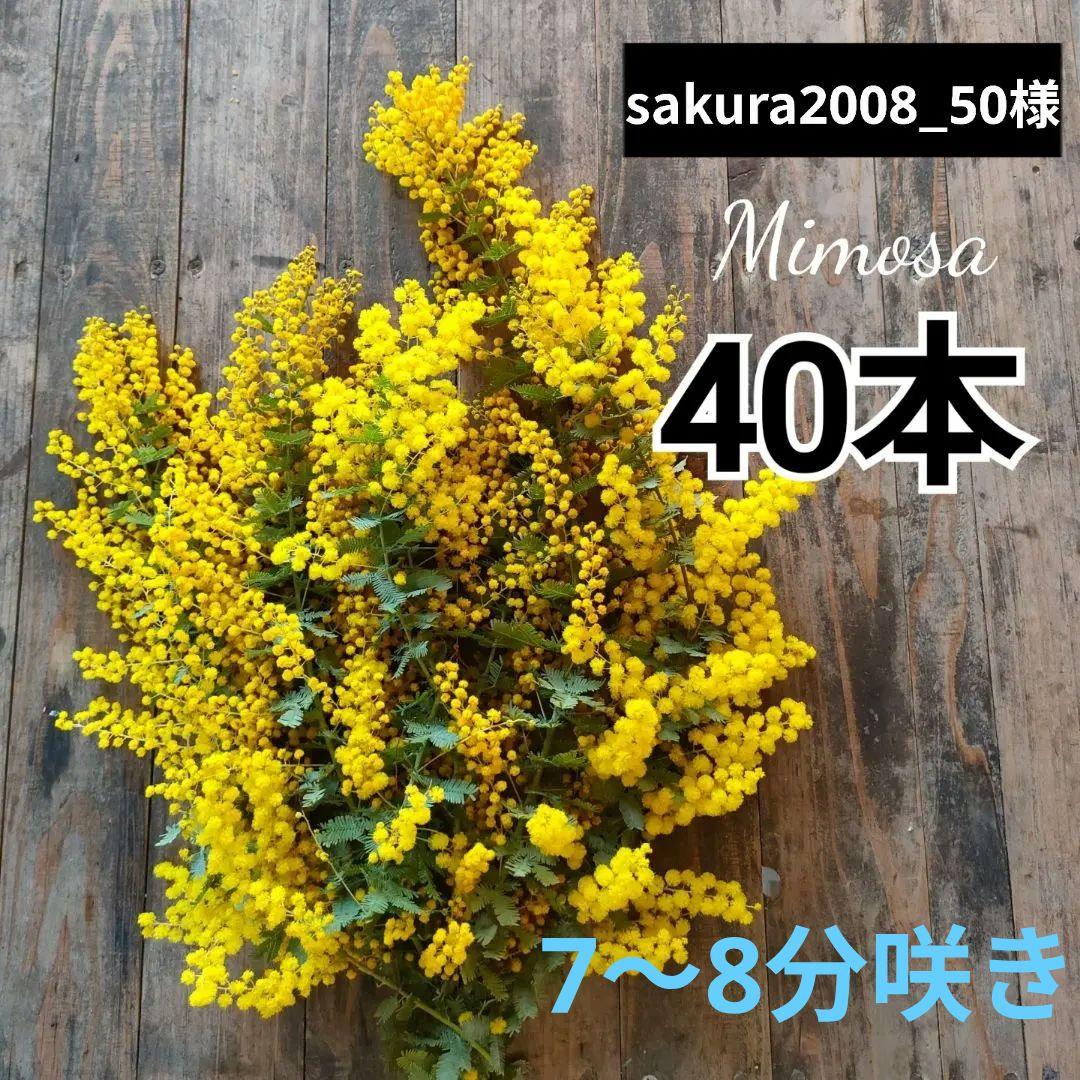 7〜8分咲き　sakura2008_50