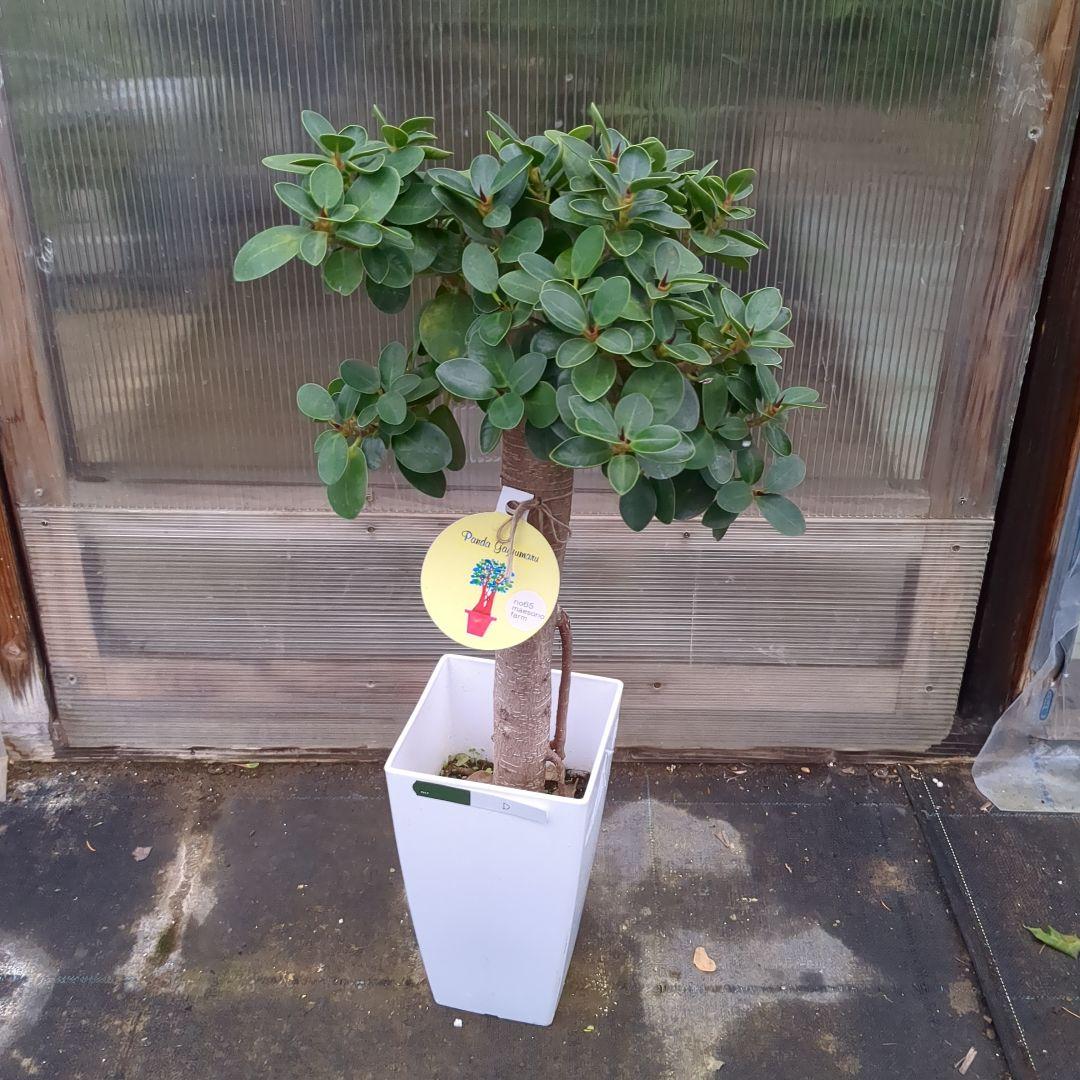 値下げしました！　パンダガジュマル極太幹　D