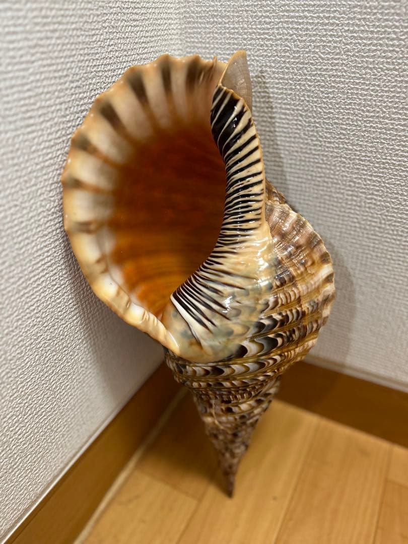 法螺貝 超特大 約37.5cmホラ貝 ほら貝 ほらがい 螺貝 ホラガイ