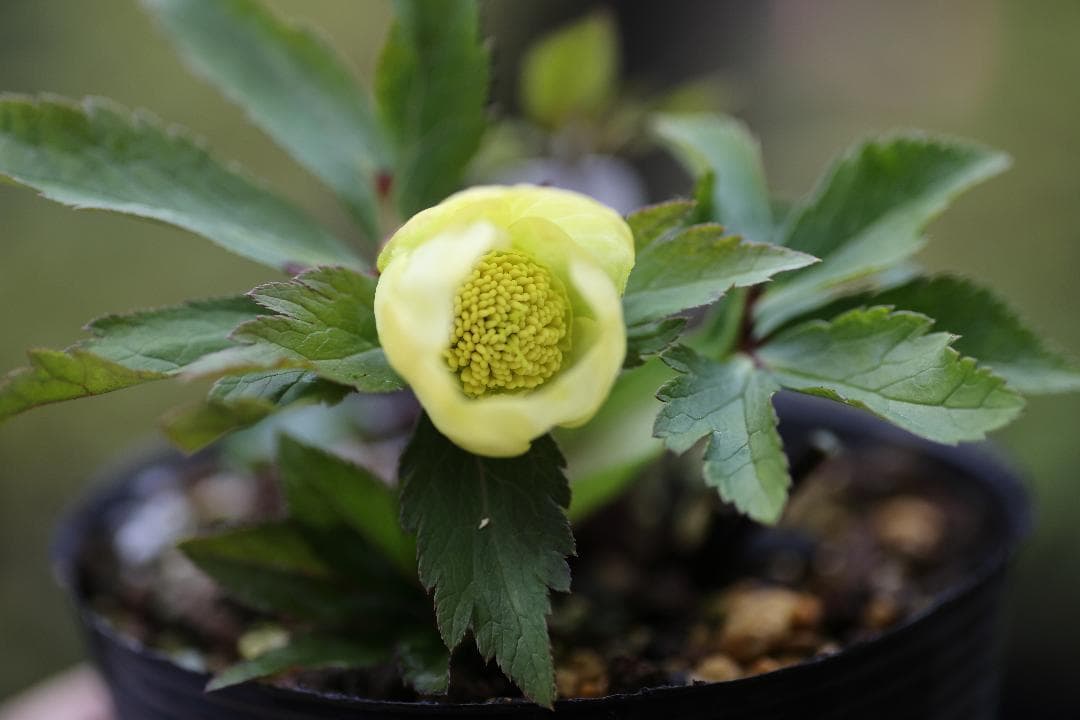 クリスマスローズ 開花株 SDゴールド