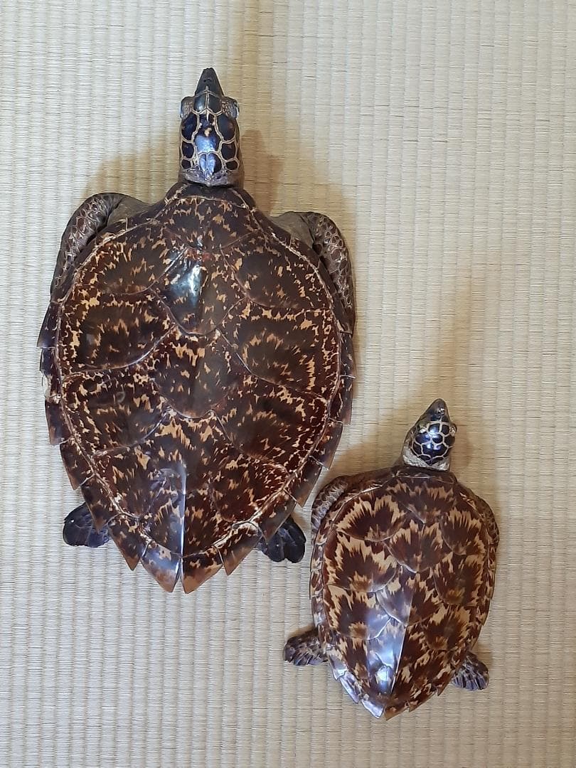 タイマイ　ウミガメ　剥製　大小2個体セット　国際希少野生動植物種登録票付き