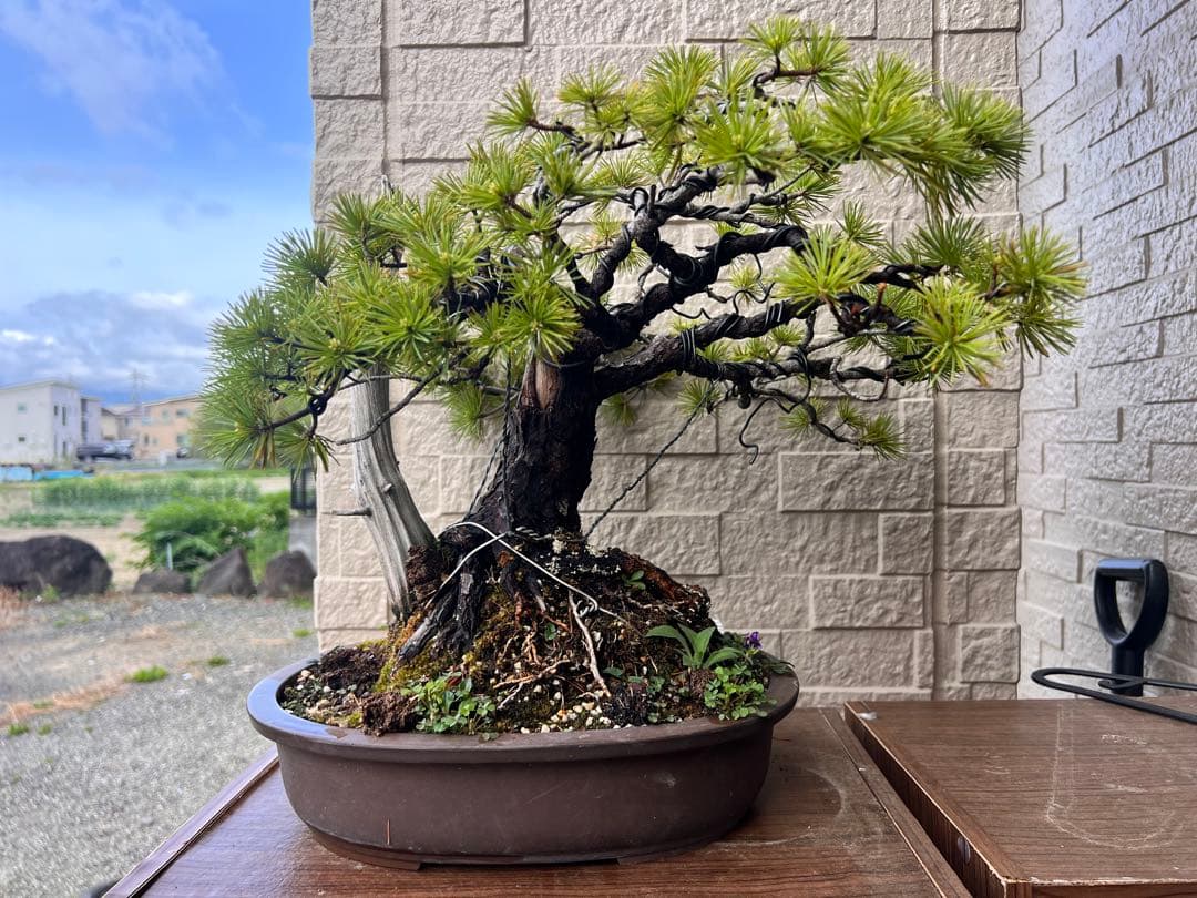 【特価】五葉松　盆栽　ジンシャリ❗️
