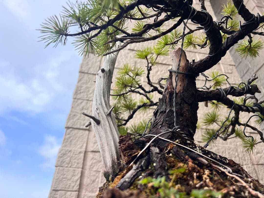 【特価】五葉松　盆栽　ジンシャリ❗️