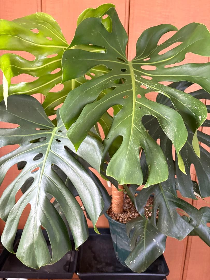 モンステラ　デリシオーサ　ホワイトティアーズ　斑入り