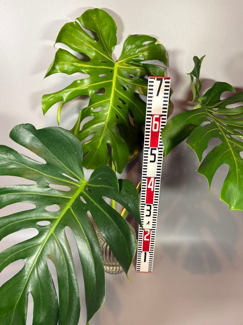 モンステラ　デリシオーサ　ホワイトティアーズ　斑入り