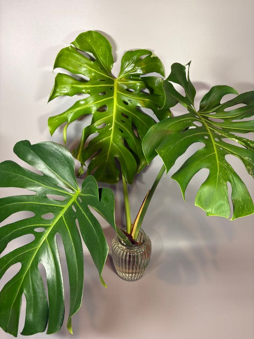 モンステラ　デリシオーサ　ホワイトティアーズ　斑入り