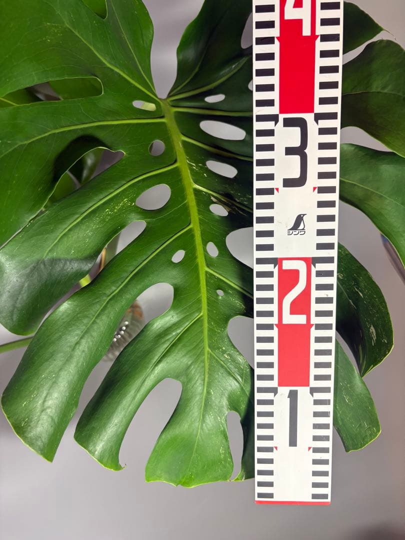 モンステラ　デリシオーサ　ホワイトティアーズ　斑入り