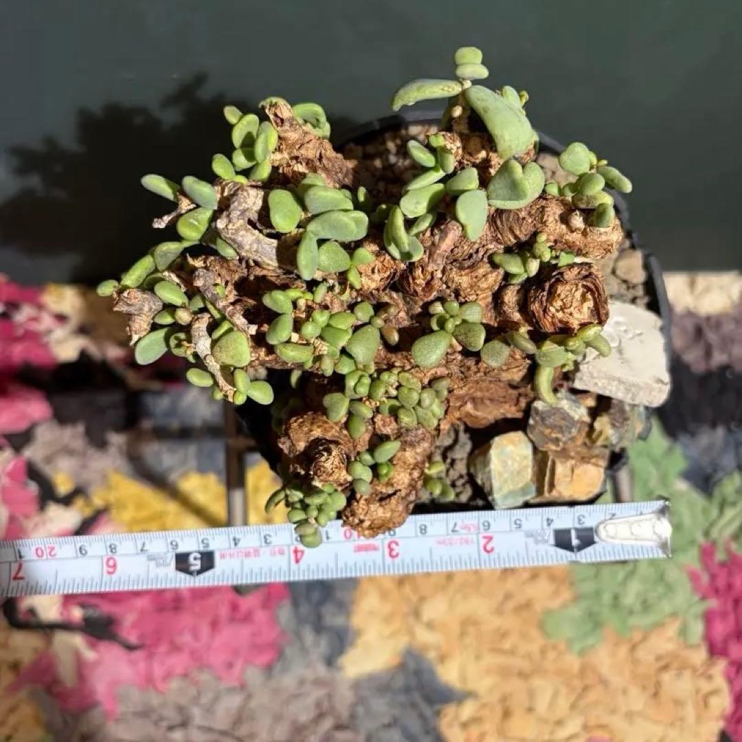 ケラリア　ピグマエア　大株