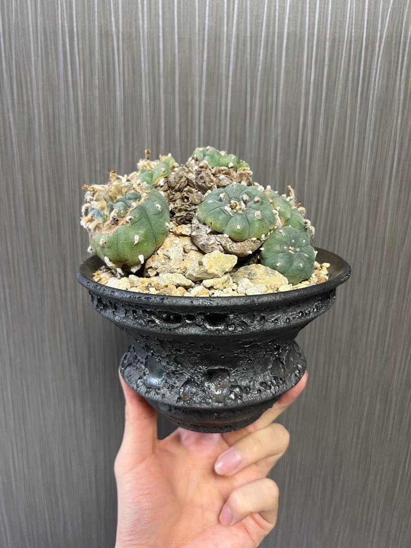 銀冠玉　群生　ロフォフォラ　サボテン　山木　カタチ製作所