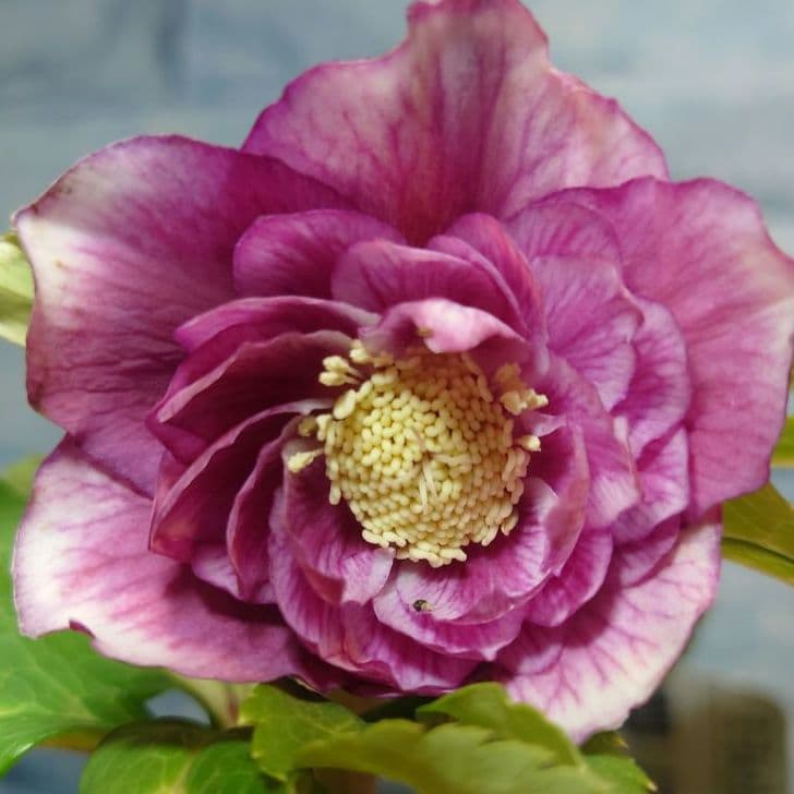 衛*様 ☀️ クリスマスローズ開花株☀️ 6号スリットポット植え ☀