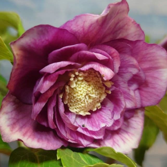 衛*様 ☀️ クリスマスローズ開花株☀️ 6号スリットポット植え ☀