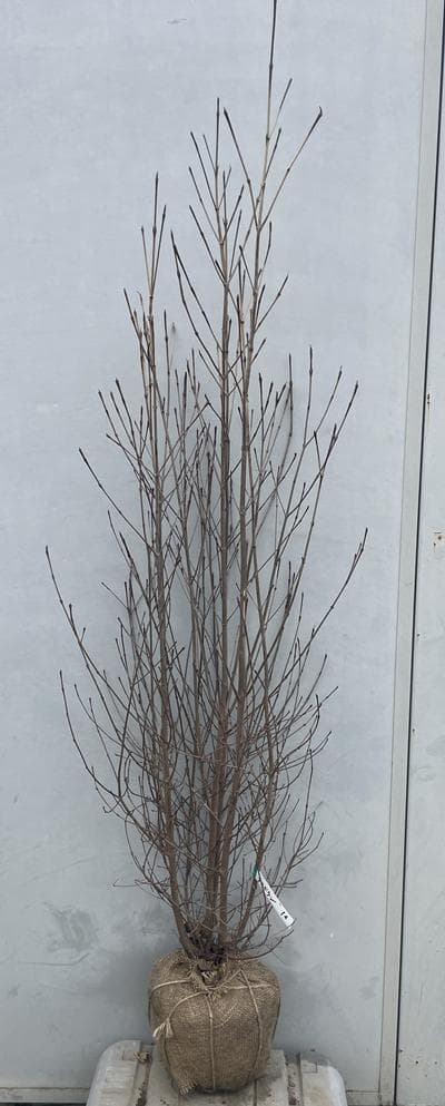 《現品》山法師(ヤマボウシ)株立ち　樹高1.5ｍ（根鉢含まず）16【苗木/植木】