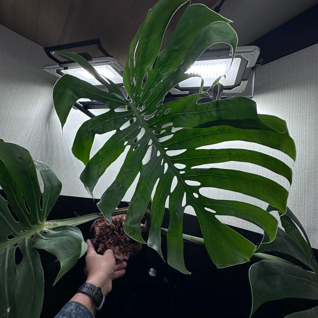 モンステラデリシオーサマクロコズム超希少系統鉢植え75㎝