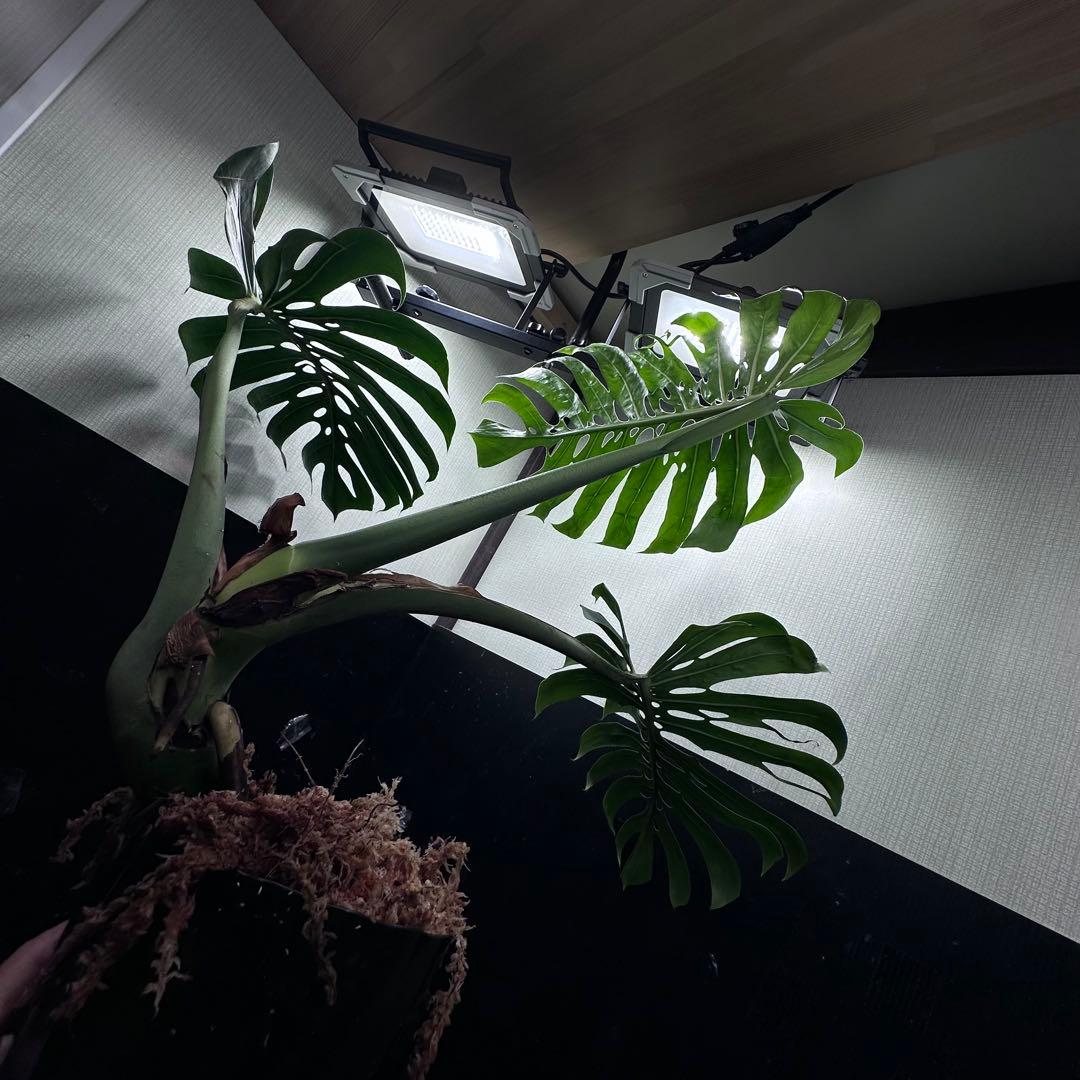 モンステラデリシオーサマクロコズム超希少系統鉢植え75㎝