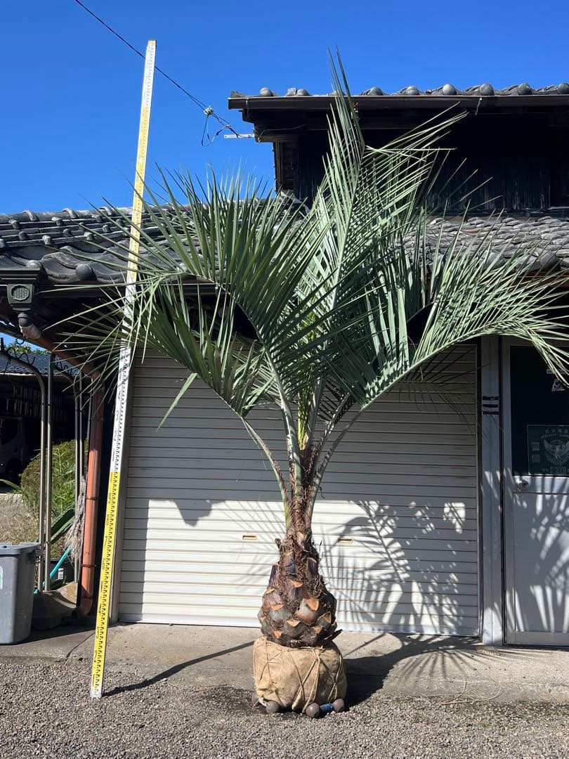 山内　ココスヤシ　カルフォルニアスタイル　ドライガーデン　送料込み