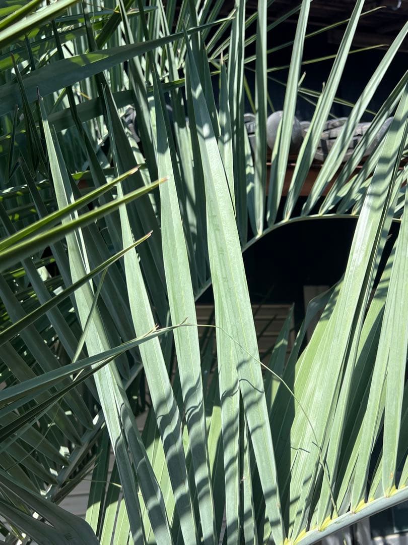 山内　ココスヤシ　カルフォルニアスタイル　ドライガーデン　送料込み