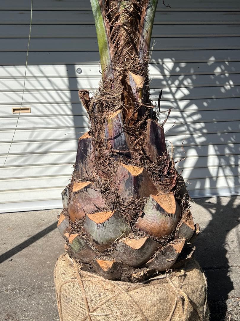 山内　ココスヤシ　カルフォルニアスタイル　ドライガーデン　送料込み