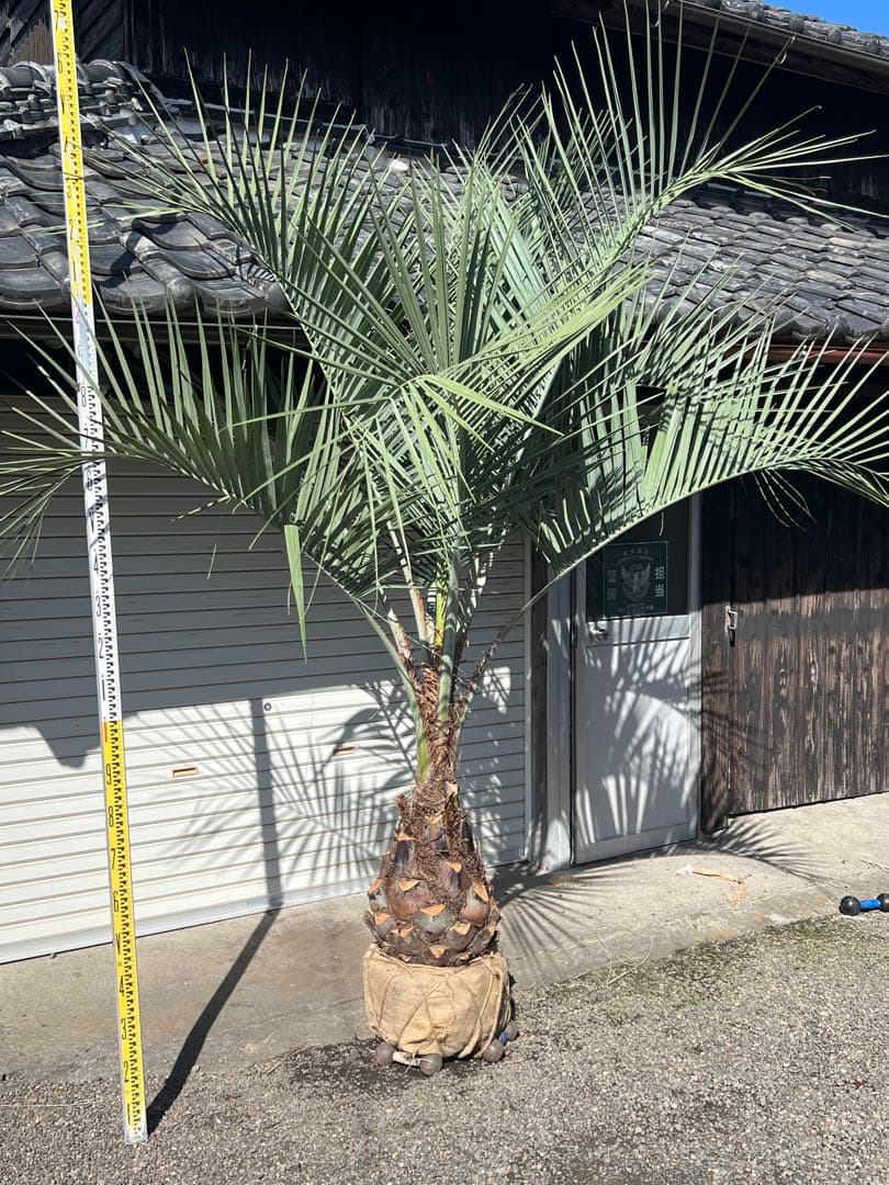 山内　ココスヤシ　カルフォルニアスタイル　ドライガーデン　送料込み