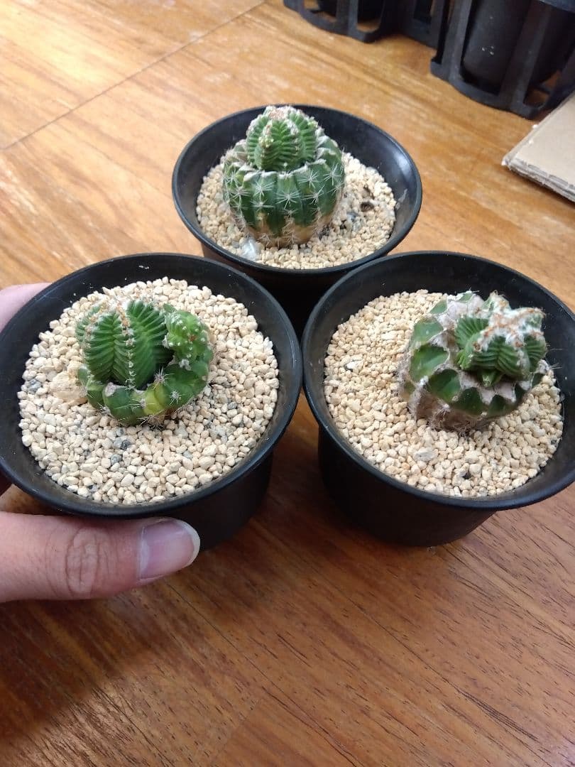 サボテン　アズテキウム　紅籠　3号鉢つき　接木　3株セット❗　な