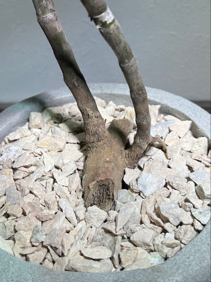 分枝株　アロエ　ストリアツラ　陶器鉢のまま発送　ドライガーデン　ロックガーデン