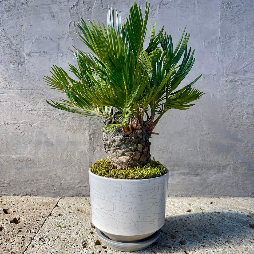 ソテツ　多頭　天然苔盆栽仕立て　陶器鉢　植え込み発送