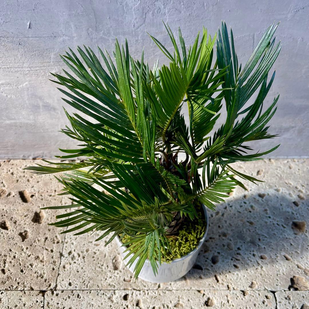 ソテツ　多頭　天然苔盆栽仕立て　陶器鉢　植え込み発送