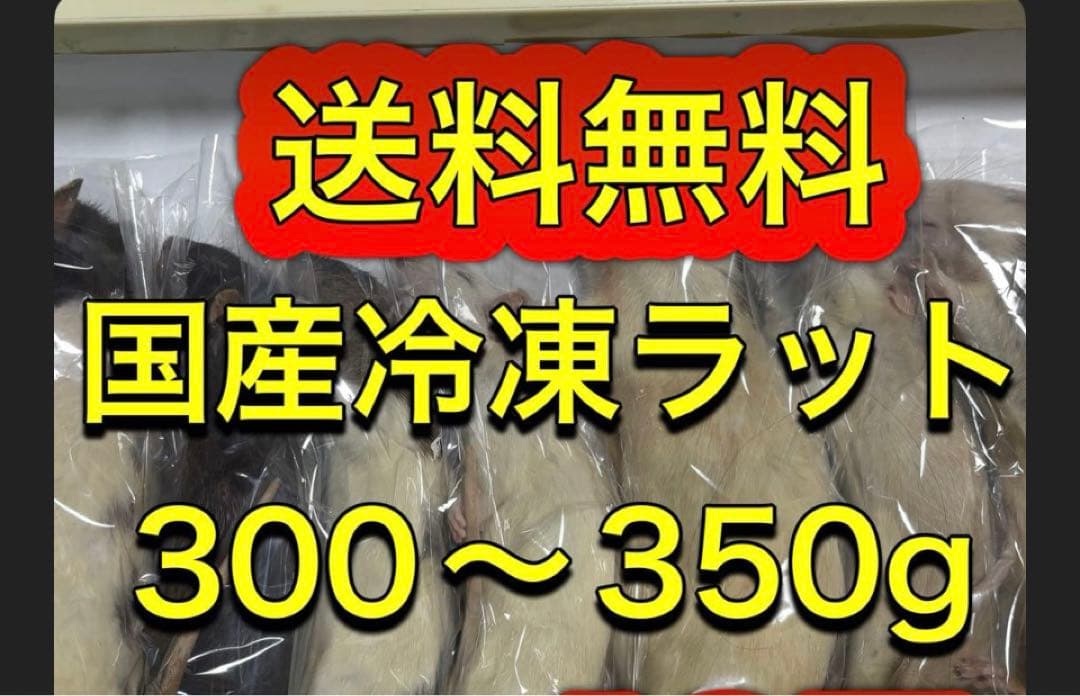 YSR工房49匹　300〜350g 冷凍ラット　送料無料