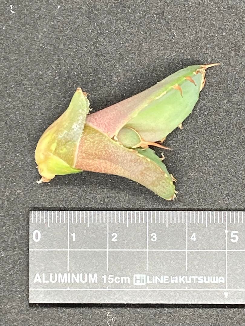 特価　アガベ　チタノタ　白犀牛　検)トリケラトプス kellyclone SAD