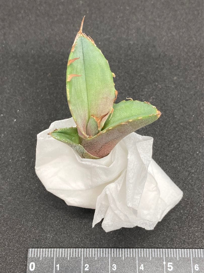 特価　アガベ　チタノタ　白犀牛　検)トリケラトプス kellyclone SAD