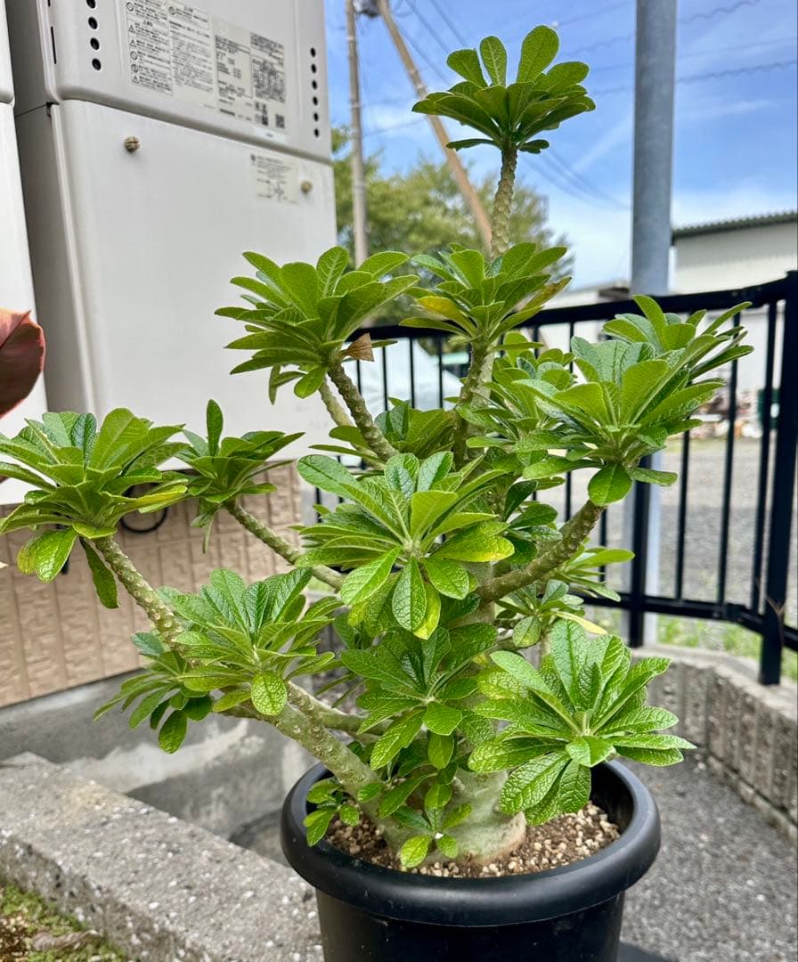 値下げ！ 早い者勝ち！ドルステニア　ギガス　大株