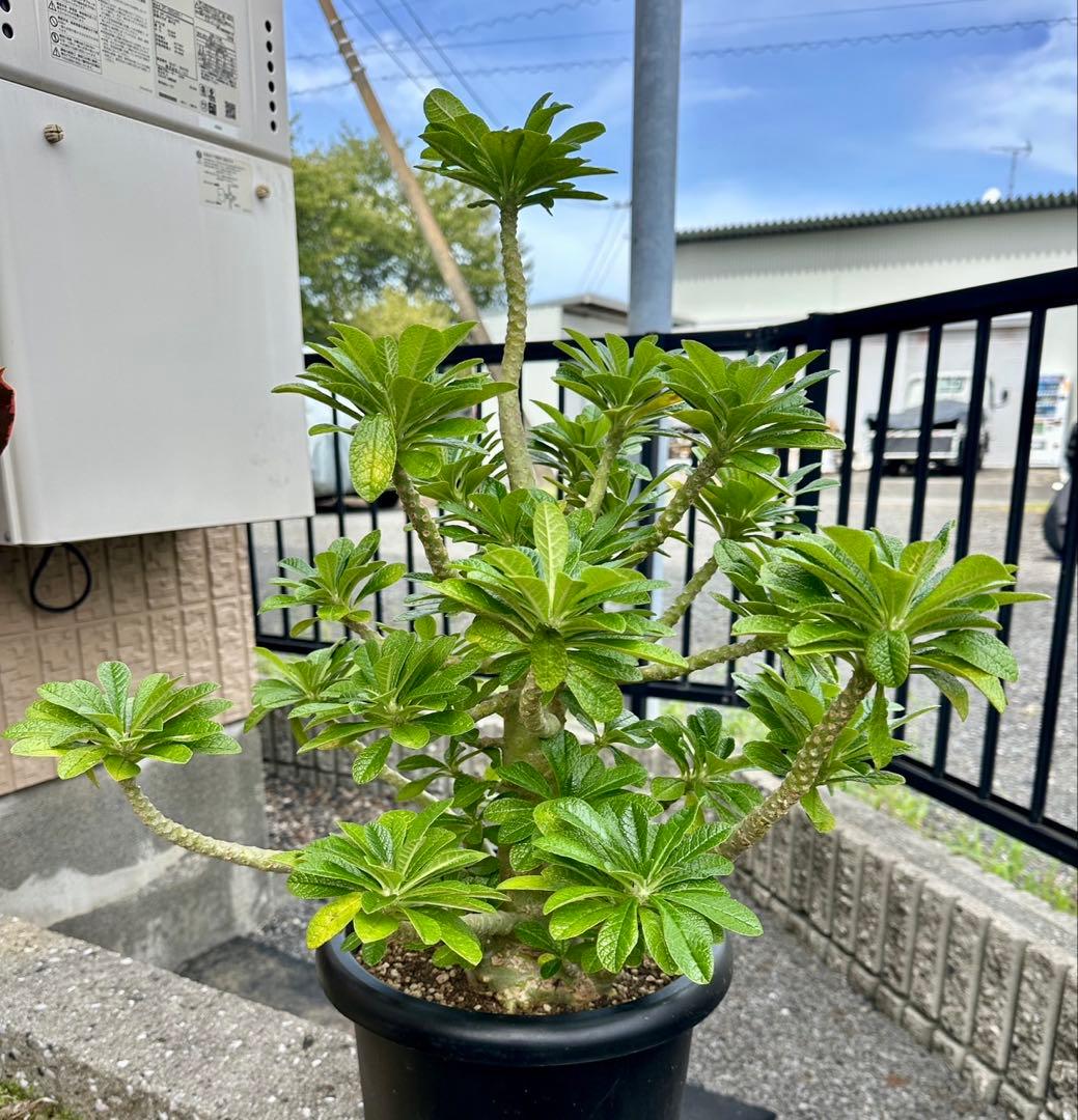 値下げ！ 早い者勝ち！ドルステニア　ギガス　大株