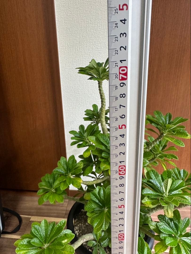 値下げ！ 早い者勝ち！ドルステニア　ギガス　大株