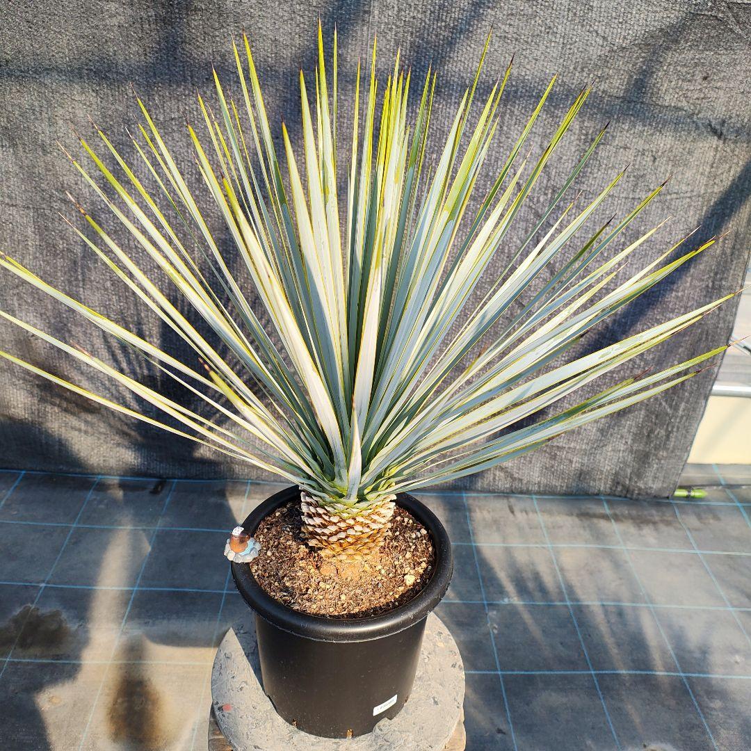 さ*な様 ユッカ ロストラータ Hybrid No.3