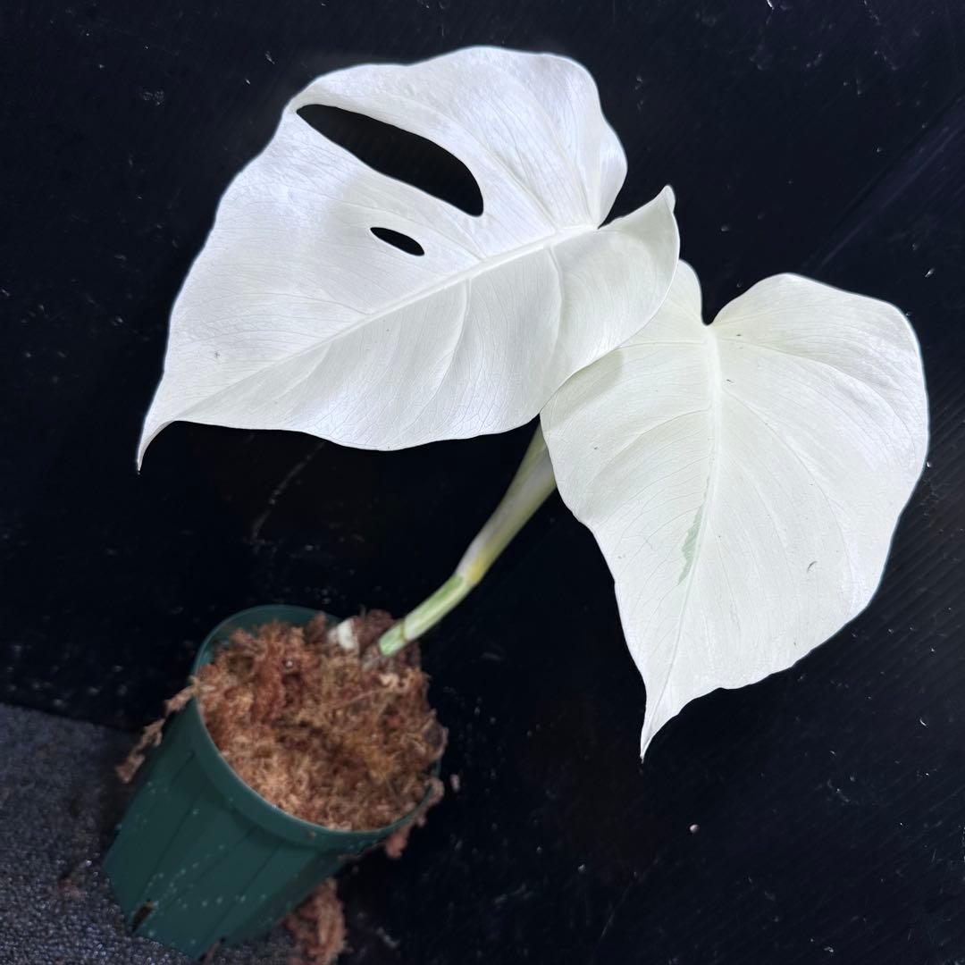 マ*ン様 斑入りモンステラ極上ホワイトタイガーフルムーン4号鉢植え発根済み