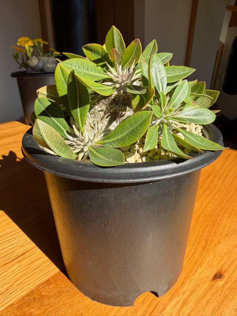 ② 恵比寿大黒　パキポディウム　お引き取り限定