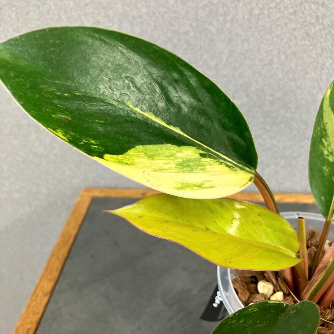 超希少❗️フィロデンドロン　レッドコンゴ✨