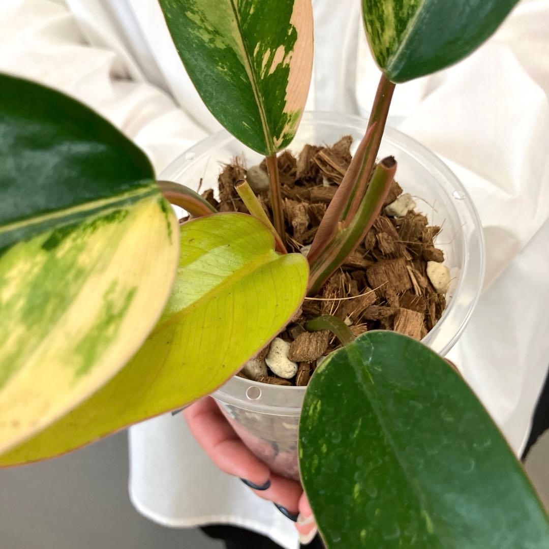 超希少❗️フィロデンドロン　レッドコンゴ✨