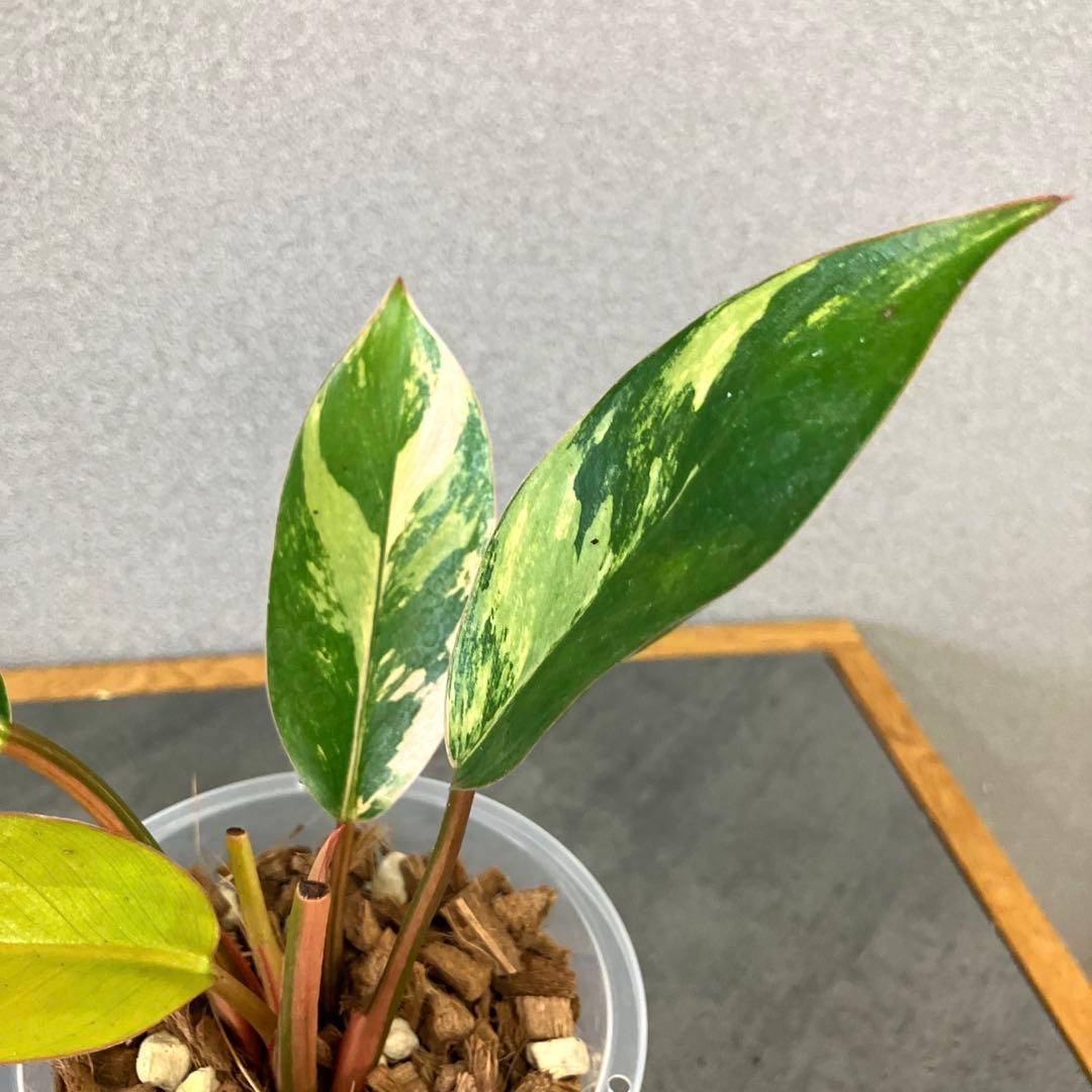 超希少❗️フィロデンドロン　レッドコンゴ✨