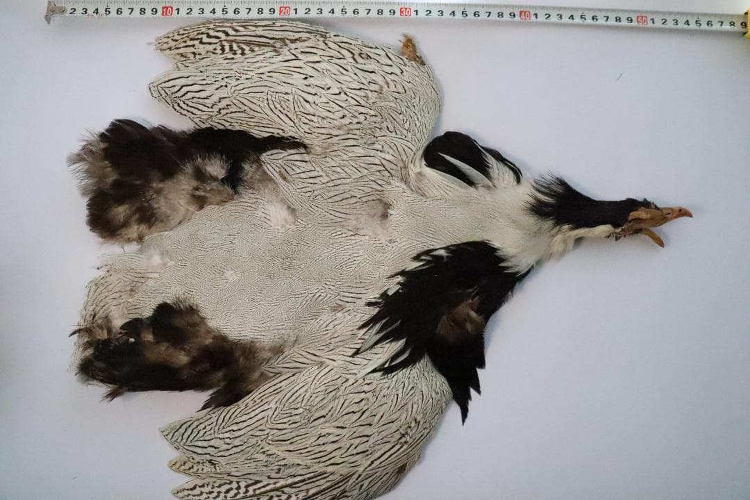 シルバーフェザント　コンプリート　フライフィッシングマテリアル