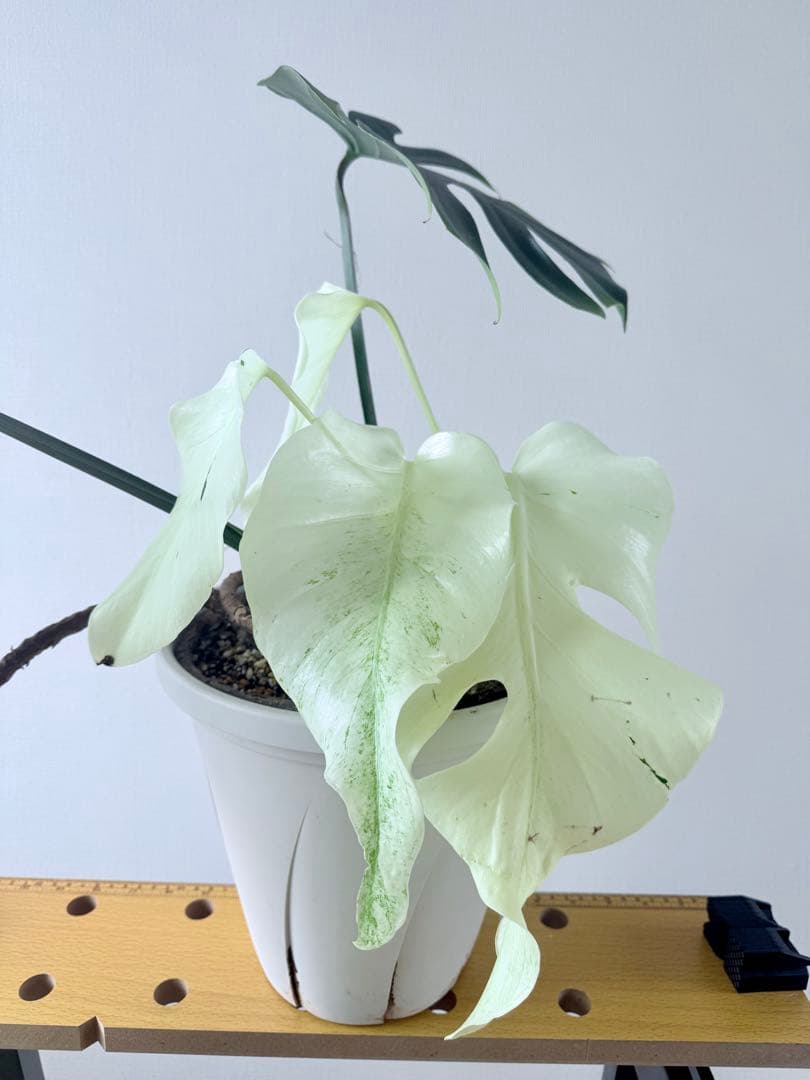 モンステラ デリシオーサ ホワイトモンスター