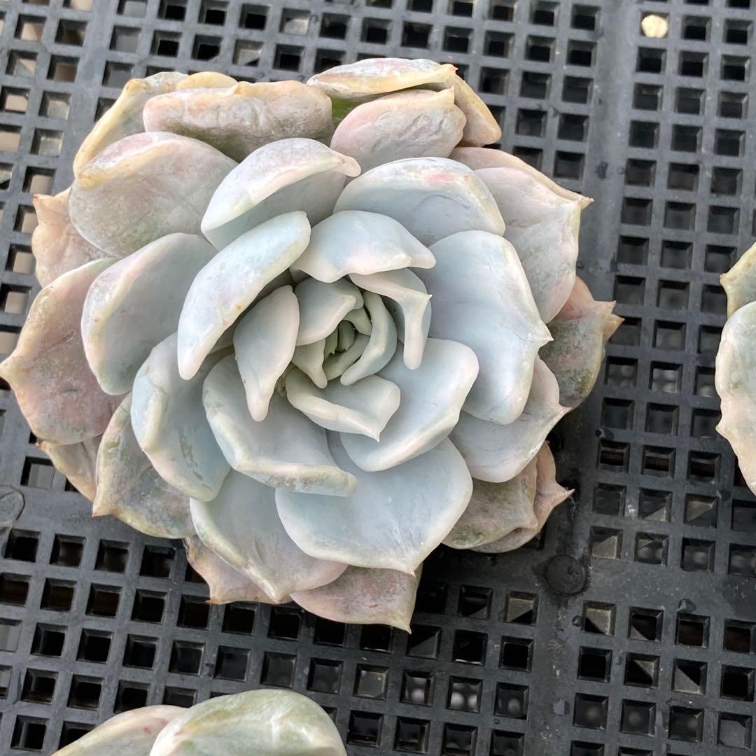 エケベリア　韓国苗　リラシナ錦　多肉植物　ポコ多肉