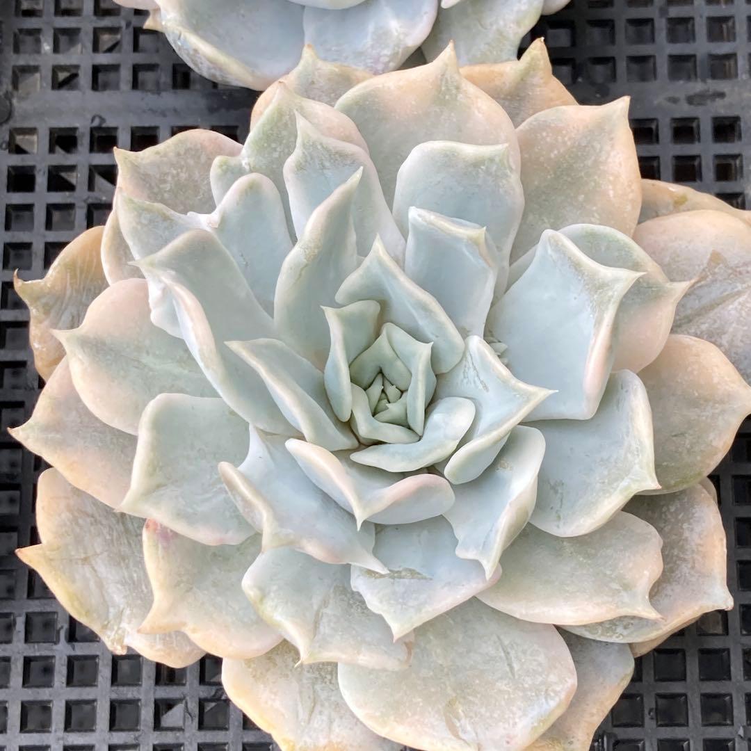 エケベリア　韓国苗　リラシナ錦　多肉植物　ポコ多肉