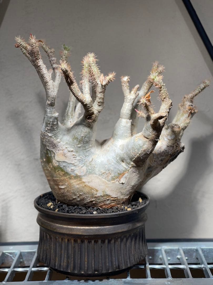 塊根植物 多幹 新芽あり パキポディウム　グラキリス　発根済み