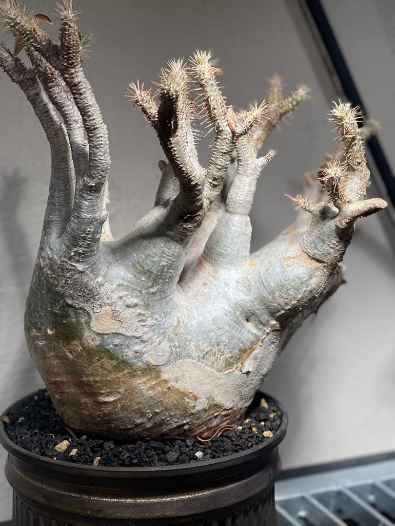 塊根植物 多幹 新芽あり パキポディウム　グラキリス　発根済み