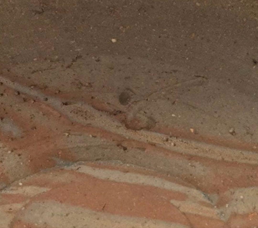 人間国宝 藤原啓 備前焼 皿