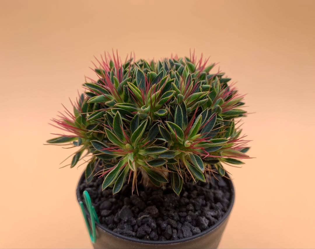 ユーフォルビア ギラウミニアナ 実生株 eg81 【鉢ごとメルカリ便】