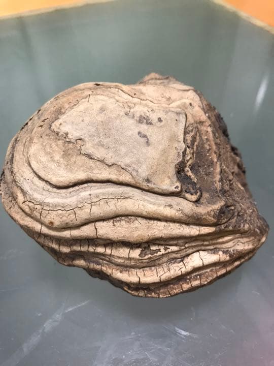 サルノコシカケ